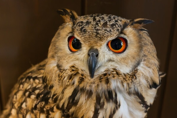 木に住む生き物であなたの「こんなオトコに弱い」がわかる心理テスト