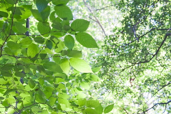 【愛を叶える風水】恋愛運を上げる方位は？今回は「夏枯草（かこそう）」（6/21～25）期