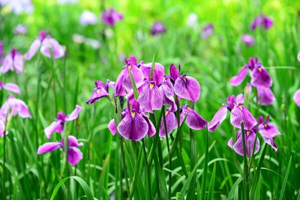 【愛を叶える風水】恋愛運を上げる方位は？今回は「アヤメ花咲く」（6/26～30）期