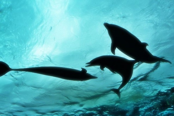 八景島シーパラダイスでデートを満喫！彼との素敵な思い出を