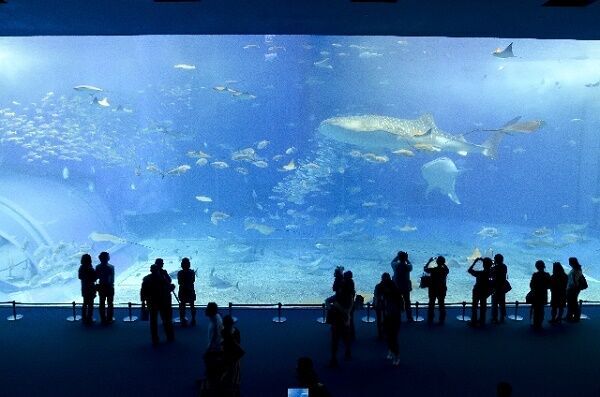 日本一の「美ら海水族館」は、沖縄旅行のマストなスポット！