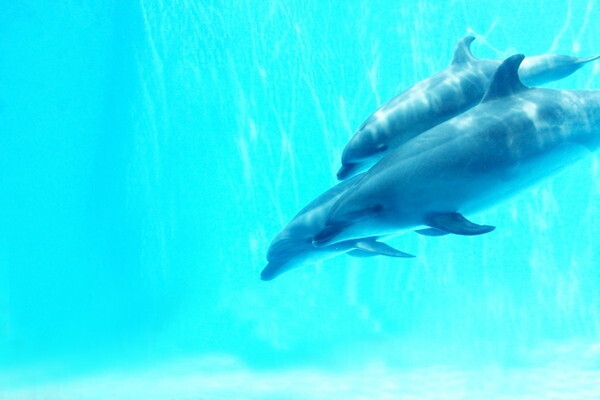 デートで行きたい！エンタメ要素も楽しめる「エプソンアクアパーク品川」