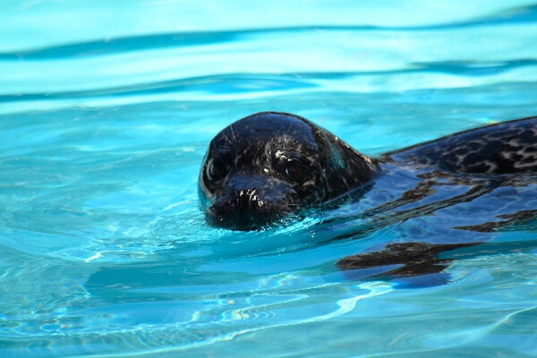 鴨川シーワールドで、特別な彼との思い出を。夏の水族館は一味違う！