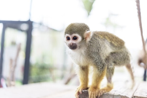モンパ君とモンピーちゃんが主役！日本モンキーパークへ行こう！