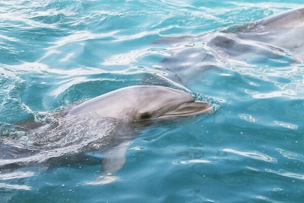 見るだけじゃなくて遊べる？イルカと遊べるおすすめ水族館をご紹介！