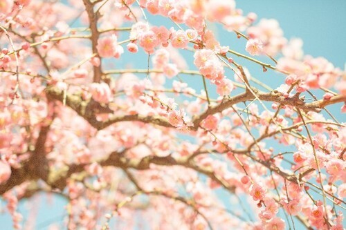 自然と運気が上がっていく！春分におすすめの運気アップ法とは？