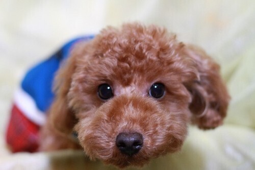 【夢占い】ペットにまつわる奇妙な夢・４つ