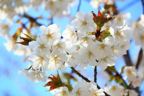 春は恋の季節！お花見で恋愛運をアップする方法