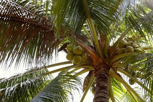 セレブがこぞって愛飲する、ココナッツウォーターがカラダにいいワケ