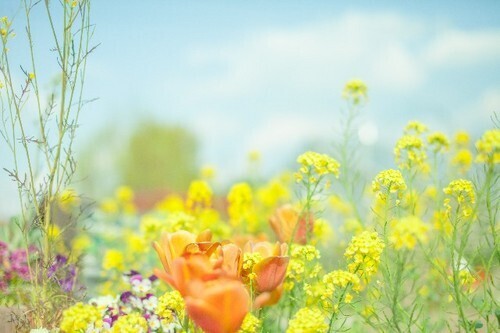 「恋愛最強ラッキー風水占い」　5月16日～　5月31日