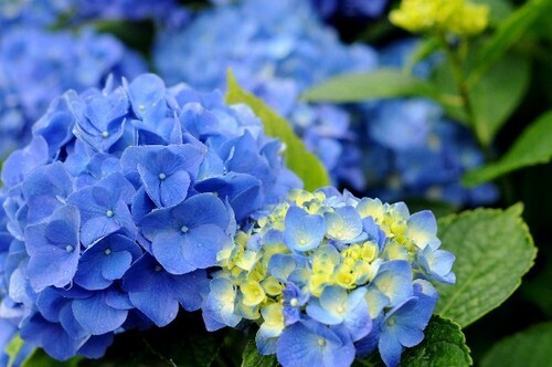 「恋愛最強ラッキー風水占い」　6月1日～6月15日