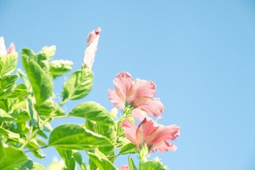 「恋愛最強ラッキー風水占い」　7月1日～7月15日