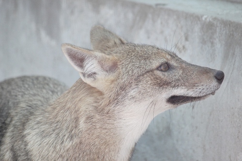 【夢占い】意外！幸運を招く動物の夢・4つ