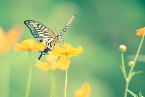 【夢占い】意外！幸運を招く虫の夢・4つ