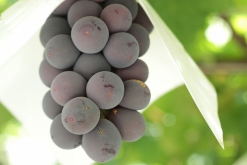 スムージーに入れたい「秋のオススメフルーツ」４選