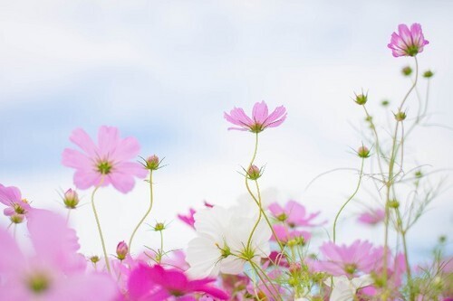 「恋愛最強ラッキー風水占い」10月16日～10月31日