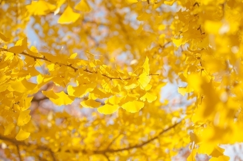 「恋愛最強ラッキー風水占い」11月16日～11月30日