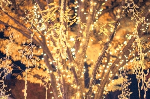 「恋愛最強ラッキー風水占い」12月1日～12月15日