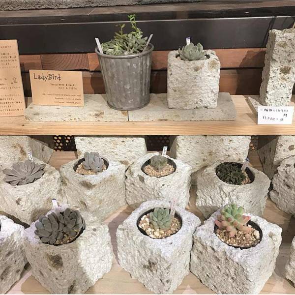 栃木県の子連れで行きたい、お出かけスポット 都内からも日帰りOK！