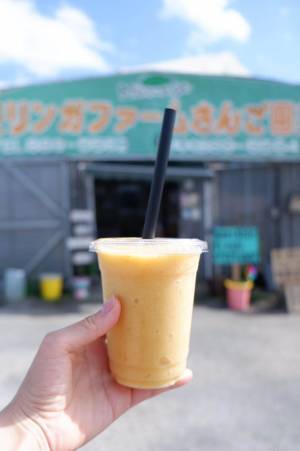 【連載】モデル・武智志穂の沖縄でのんびり双子育児 Vol.2「沖縄に移住したワケ」