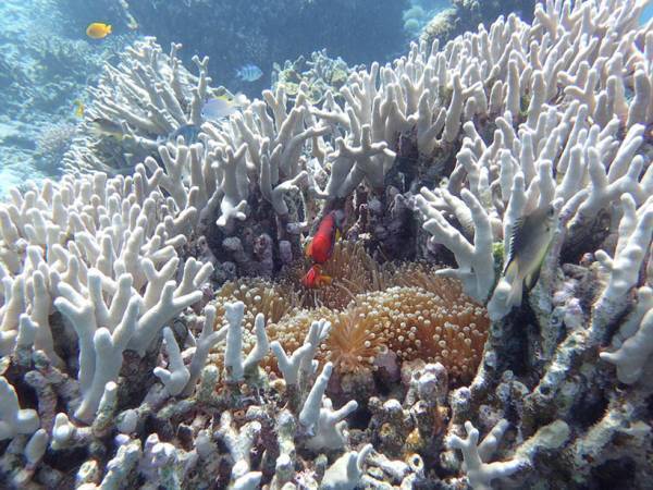 【連載】モデル・武智志穂の沖縄でのんびり双子育児 Vol.2「沖縄に移住したワケ」