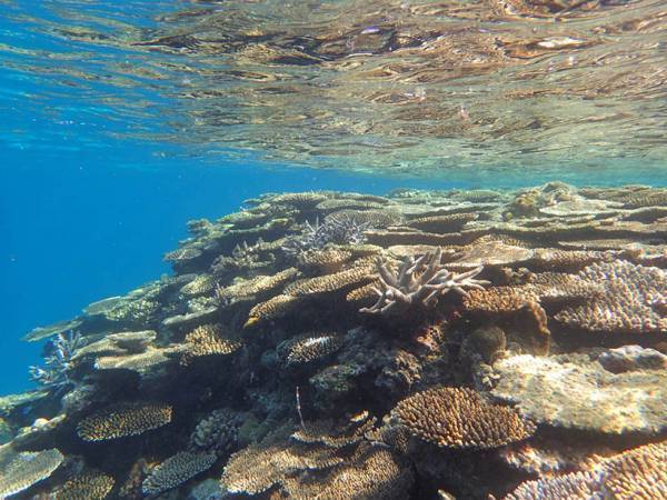 【連載】モデル・武智志穂の沖縄でのんびり双子育児 Vol.2「沖縄に移住したワケ」