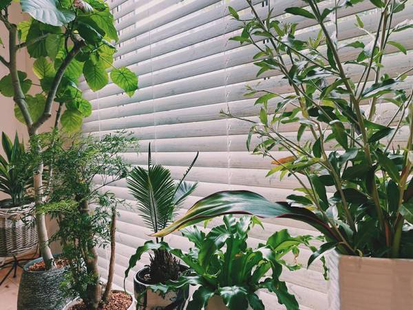 今こそお家に植物を飾る習慣を♪ グリーン＆花のある暮らし。