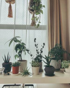 今こそお家に植物を飾る習慣を♪ グリーン＆花のある暮らし。