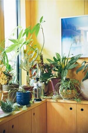【最高の家づくり】vol.3 植物と暮らす家（farver・渡辺安樹子さん邸）
