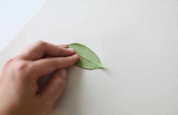 身近な草花を使って遊ぼう！ 草花遊びの4つのアイディア