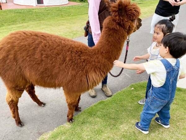 子連れで楽しめる！ 「マザー牧場」のグランピングをレポート ～宿泊編～