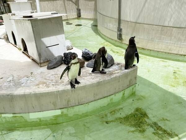 何気ない日常をフィルムカメラに。写真館＆動物園でファミリーフォト撮影