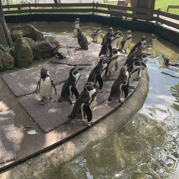 家族で楽しめる那須のおでかけスポット！動物との距離が近い動物園♡