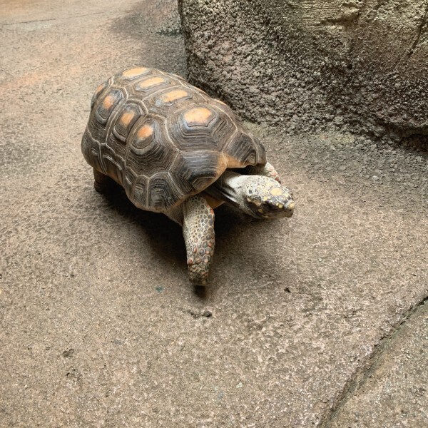 家族で楽しめる那須のおでかけスポット！動物との距離が近い動物園♡