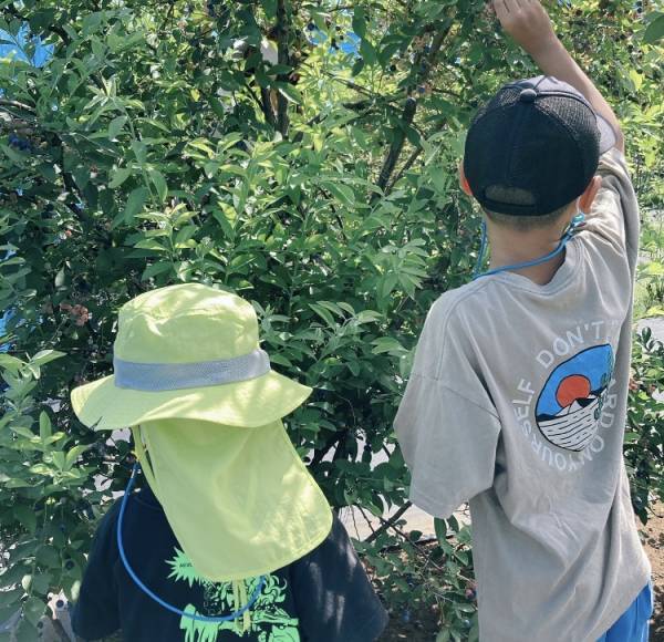 都内で子供とブルーベリー摘み体験&amp;ブルーベリーを使った簡単スイーツレシピ