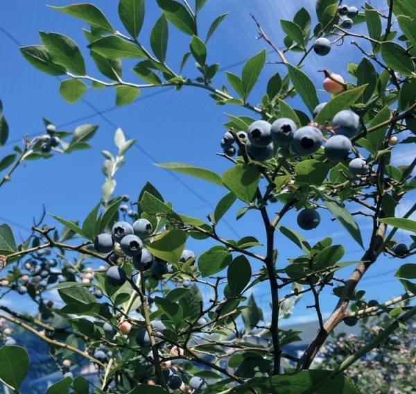 都内で子供とブルーベリー摘み体験&amp;ブルーベリーを使った簡単スイーツレシピ