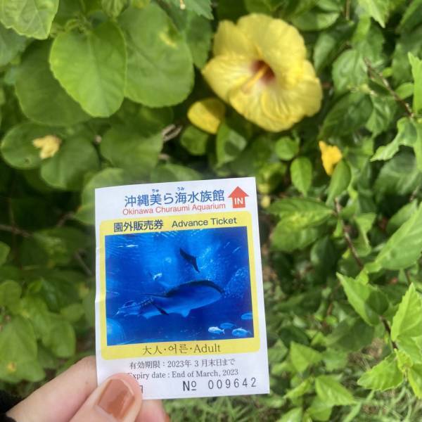 沖縄と言えば「ちゅら海水族館」