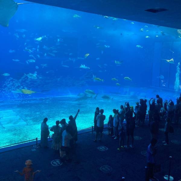 沖縄と言えば「ちゅら海水族館」