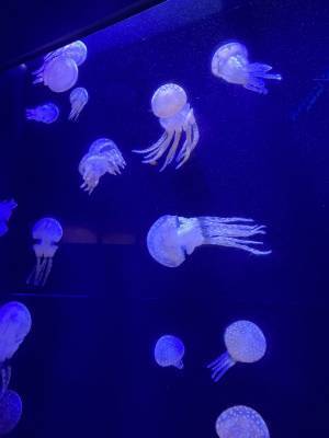 沖縄と言えば「ちゅら海水族館」