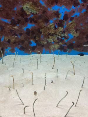 沖縄と言えば「ちゅら海水族館」