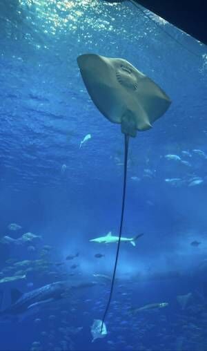 沖縄と言えば「ちゅら海水族館」