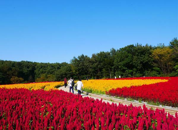 写真映えばっちり！ 9～11月が見頃な、関東の絶景お花畑スポット8選