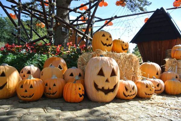 写真映えばっちり！ 9～11月が見頃な、関東の絶景お花畑スポット8選