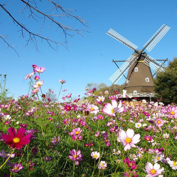 写真映えばっちり！ 9～11月が見頃な、関東の絶景お花畑スポット8選