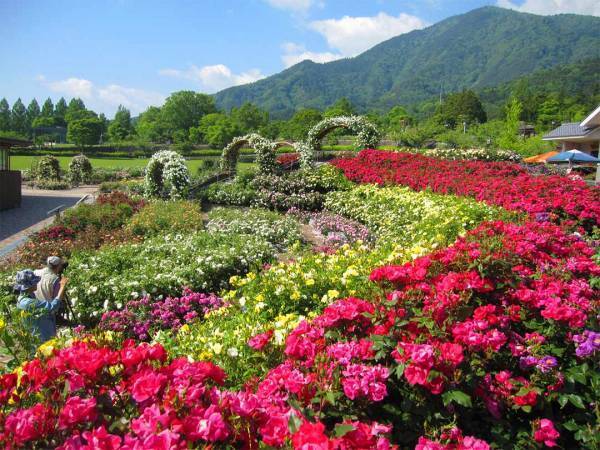 写真映えばっちり！ 9～11月が見頃な、関東の絶景お花畑スポット8選