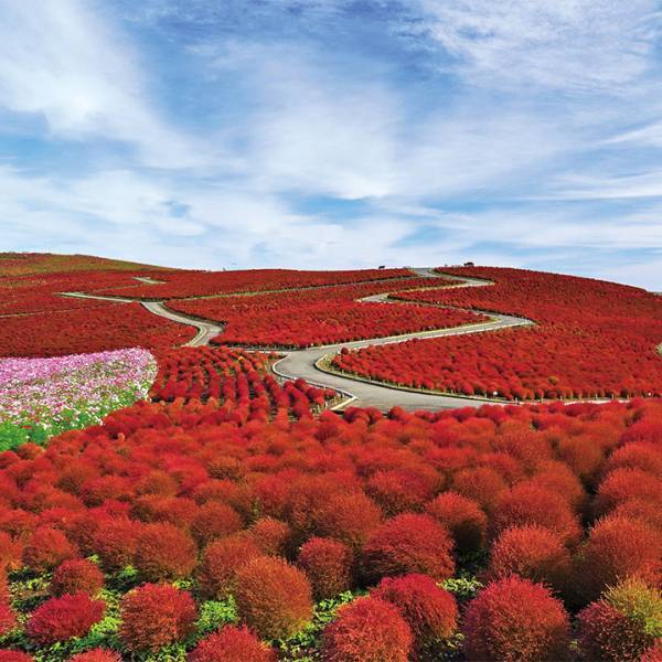 写真映えばっちり！ 9～11月が見頃な、関東の絶景お花畑スポット8選