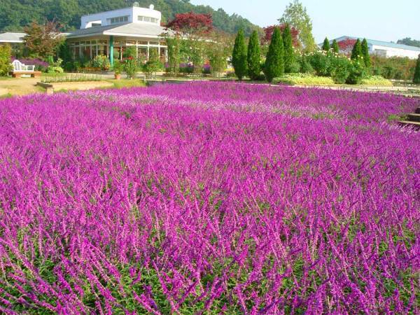 写真映えばっちり！ 9～11月が見頃な、関東の絶景お花畑スポット8選