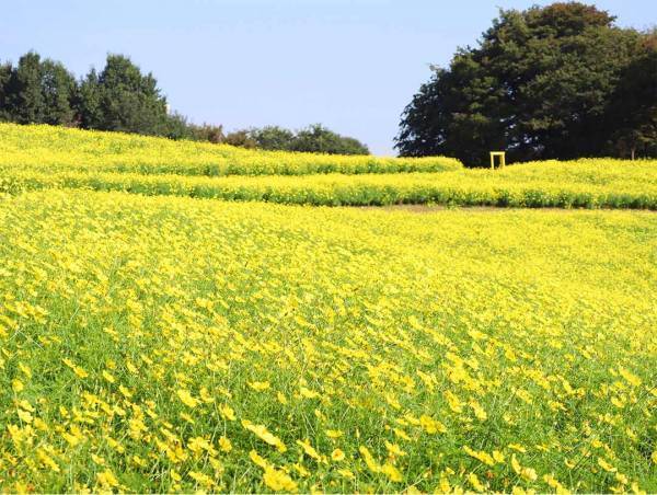 写真映えばっちり！ 9～11月が見頃な、関東の絶景お花畑スポット8選