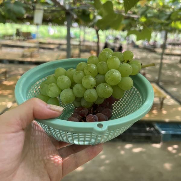 地元民おすすめ！1日遊べる子連れお出かけスポット「柴久園」