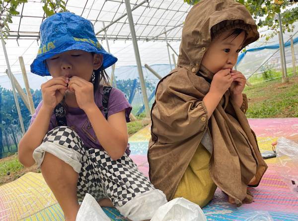 未就学児無料！時間無制限！減農薬のぶどう狩り《ツチと実 in山梨》